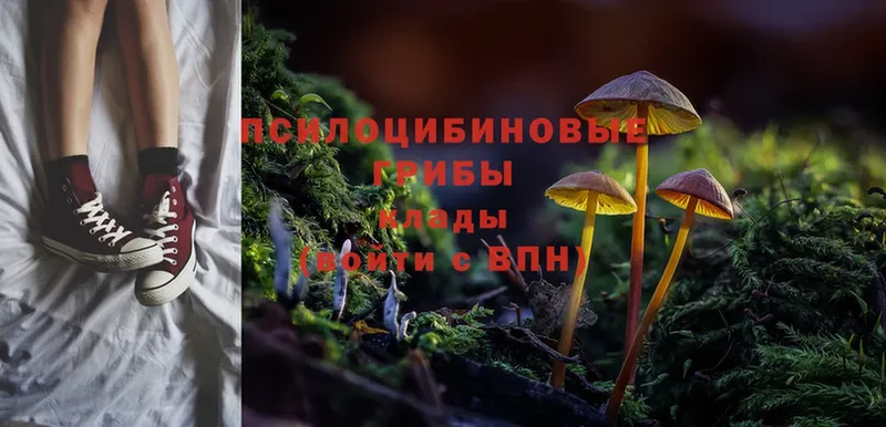 цена наркотик  Вихоревка  Галлюциногенные грибы Psilocybine cubensis 